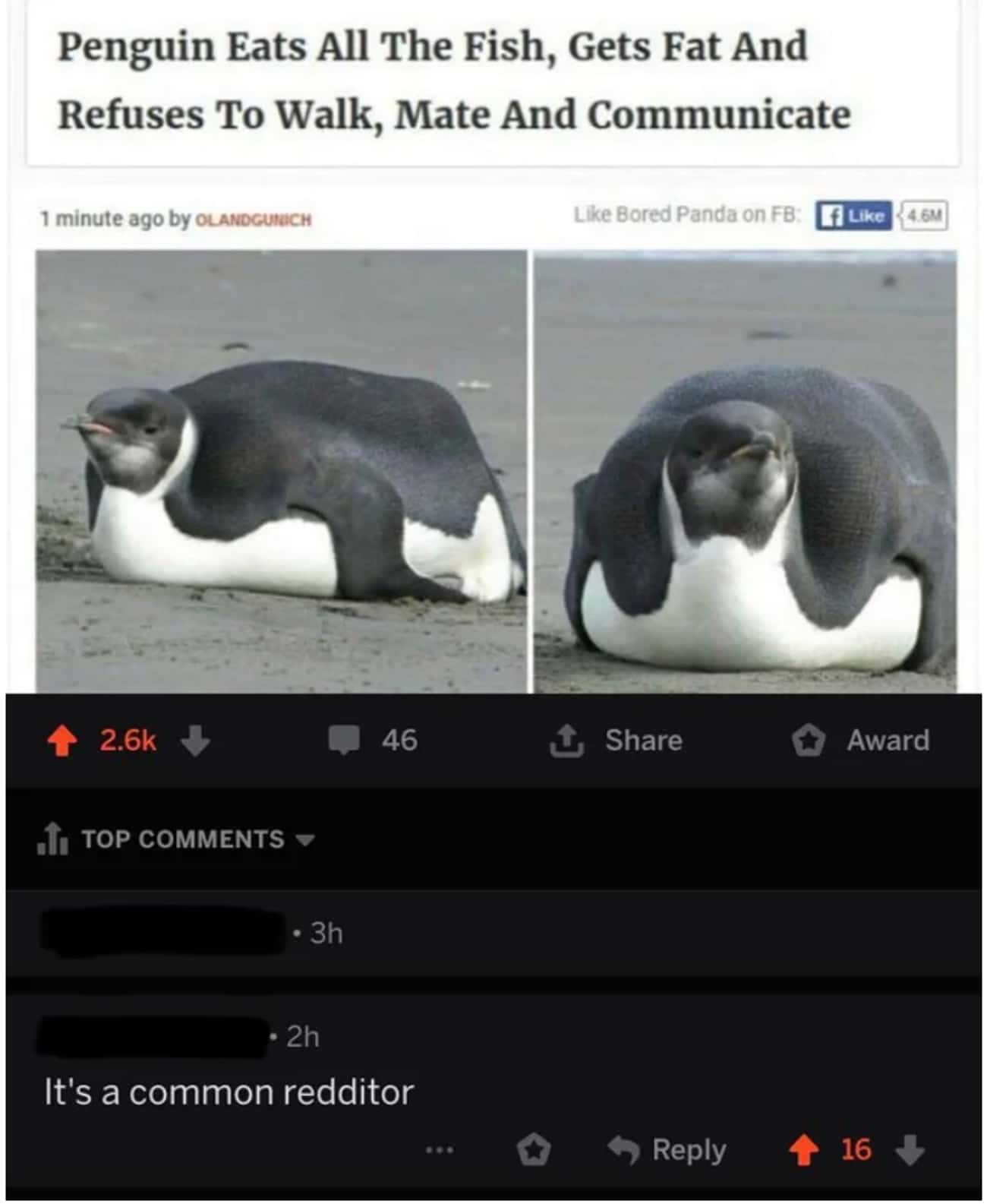 Пингвин Hatred