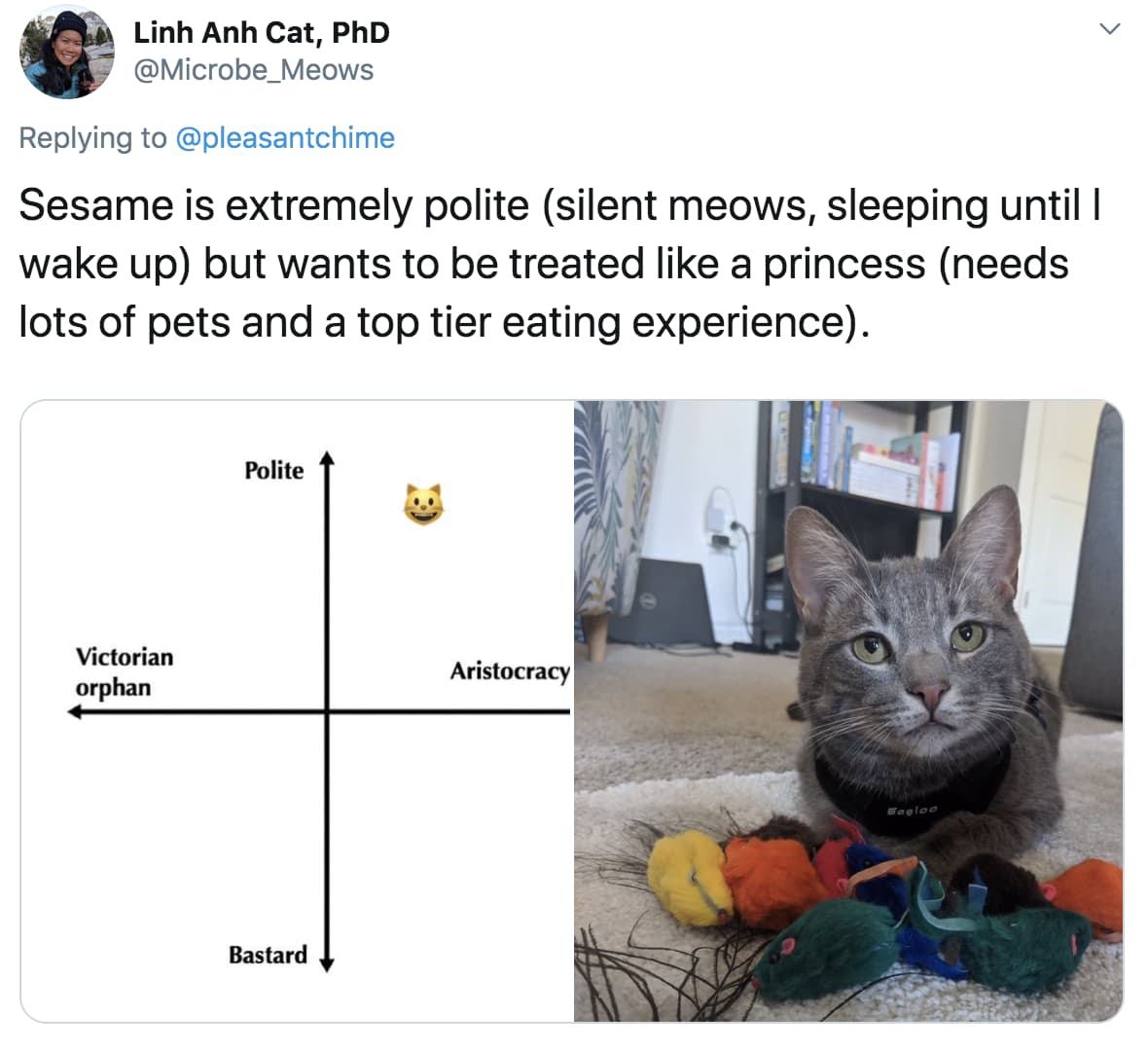People Are Ranking Their Cats On A Hilarious 'Victorian Orphan' To