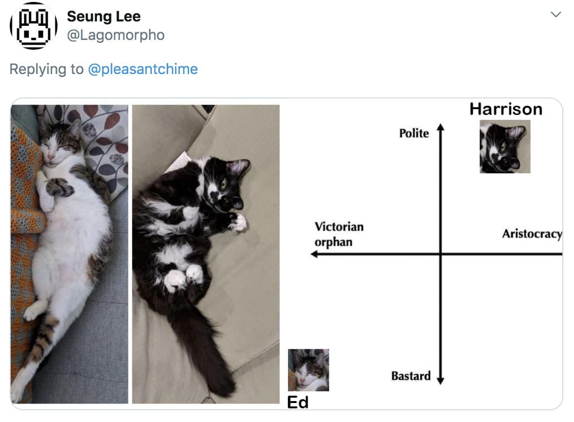 People Are Ranking Their Cats On A Hilarious 'Victorian Orphan' To 'Aristocracy' Scale