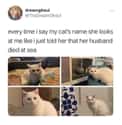 She's In Mourning on Random Super Relatable Memes About Struggles Of Being A Cat Owner