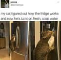 This Is The Height Of Luxury on Random Super Relatable Memes About Struggles Of Being A Cat Owner