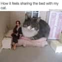 Same on Random Super Relatable Memes About Struggles Of Being A Cat Owner