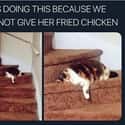 Cats Can Have A Little Fried Chicken on Random Super Relatable Memes About Struggles Of Being A Cat Owner