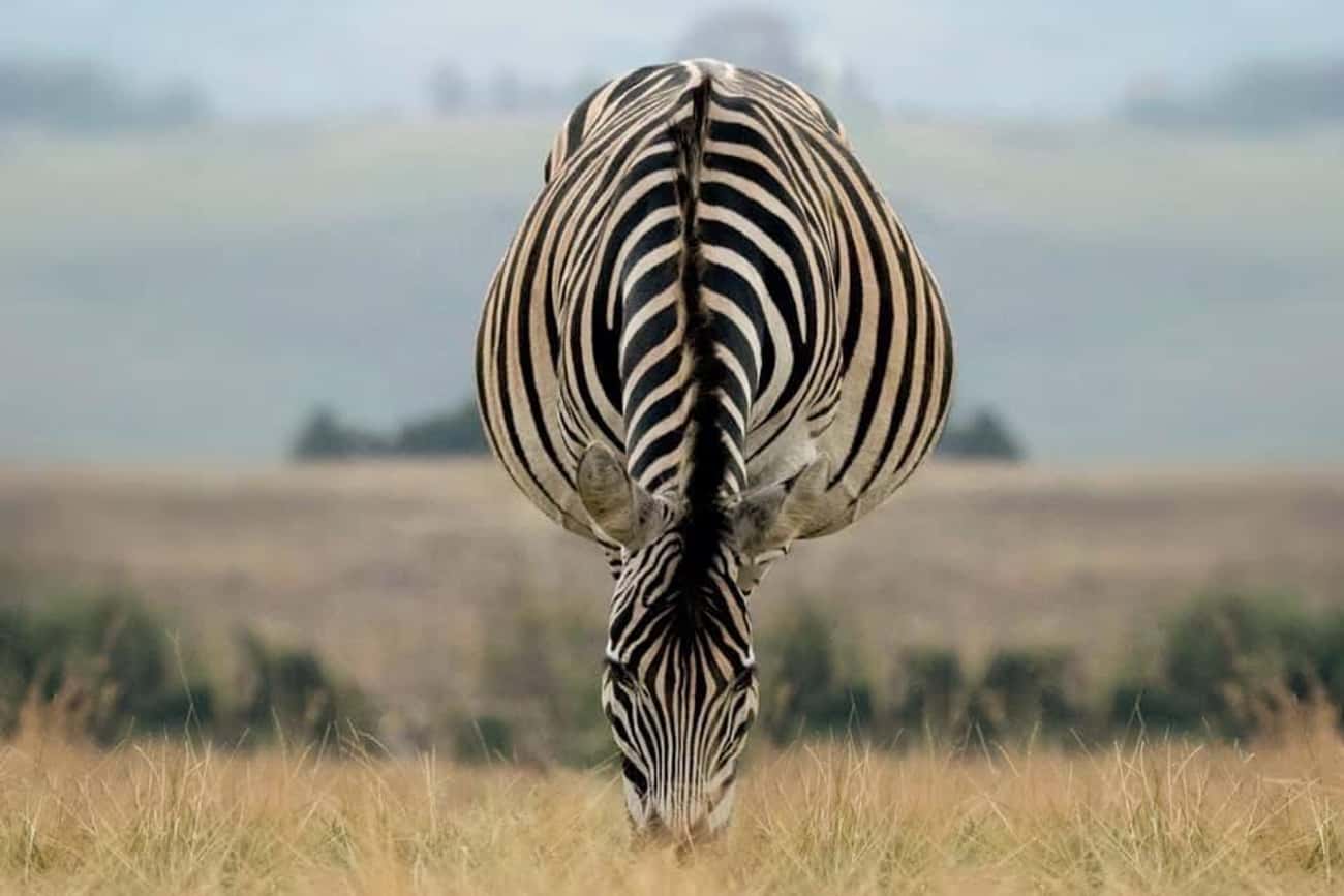 Зебры фото необычный ракурс