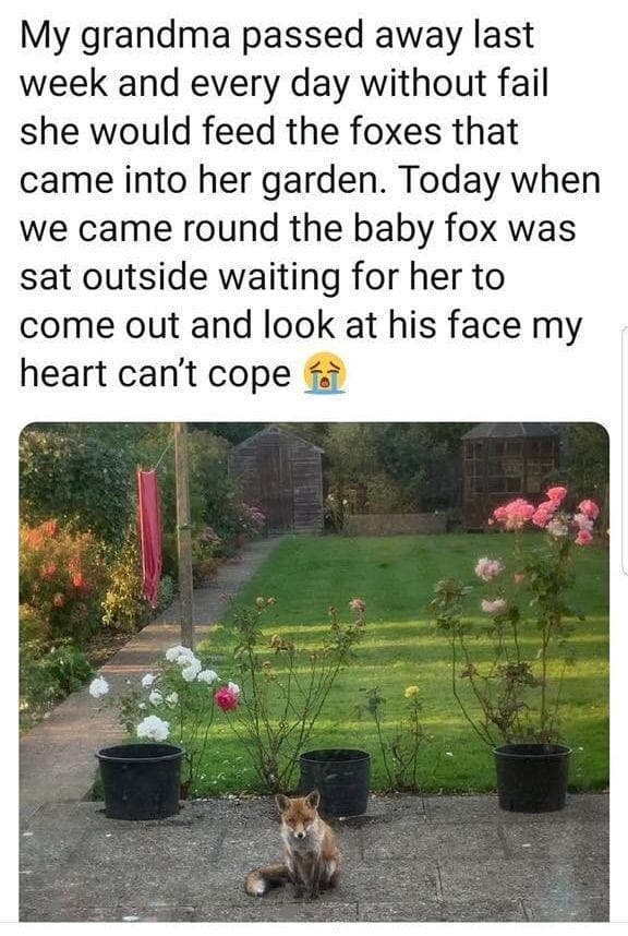 27 Wholesome Images That Will Legitimately Make You Cry