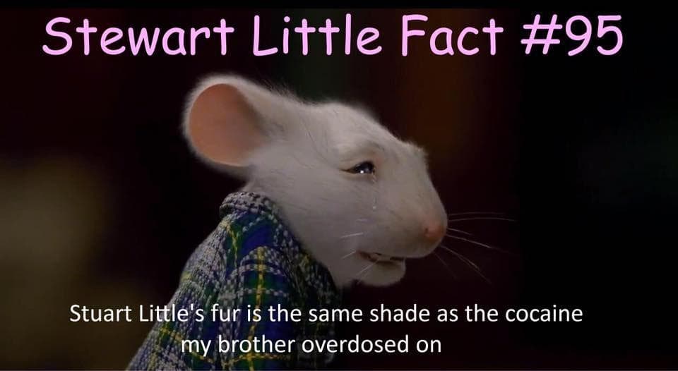 34 Weird Rat Memes That Only A Dirty Little Rodent Will Like