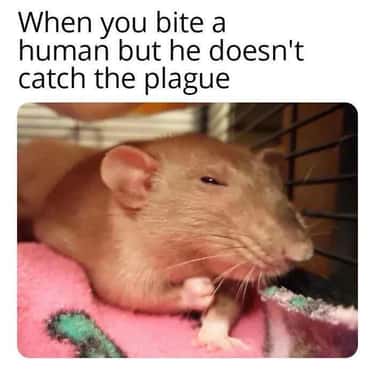 34 Weird Rat Memes That Only A Dirty Little Rodent Will Like