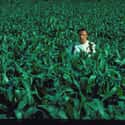 What's a Crop? on Random Most Memorable 'Field of Dreams' Quotes