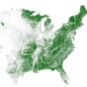 Tree Cover, Visualized on Random Maps Of The United States That Made Us Say 'Whoa'