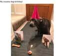 Party Time!  on Random Amazing Pet Owners Who Are Definitely Going To Heaven When They Die