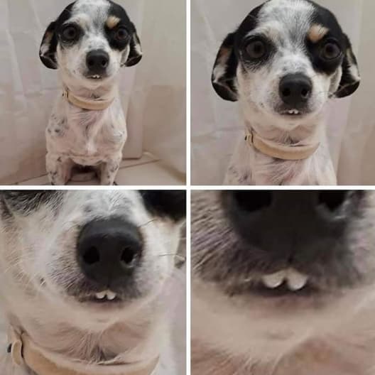 27 Adorable Pictures Of Dogs Showing Their Teeth