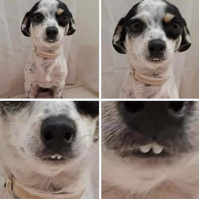 27 Adorable Pictures Of Dogs Showing Their Teeth