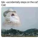 Sorry Buddy! on Random Super Relatable Memes About Struggles Of Being A Cat Owner