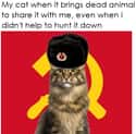 Thank You Comrade on Random Super Relatable Memes About Struggles Of Being A Cat Owner