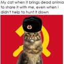 Thank You Comrade on Random Super Relatable Memes About Struggles Of Being A Cat Owner