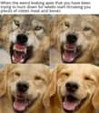 Good Boi on Random Funniest Memes We Found In January That Everyone Should See