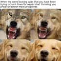 Good Boi on Random Funniest Memes We Found In January That Everyone Should See