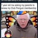 Club Penguin Reaccs Only on Random Best Bernie Memes We Could Find On The Internet