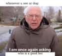 But Who Is A Good Boi? on Random Best Bernie Memes We Could Find On The Internet