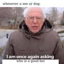 But Who Is A Good Boi? on Random Best Bernie Memes We Could Find On The Internet