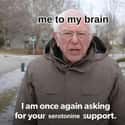 Serotonin Please on Random Best Bernie Memes We Could Find On The Internet