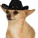 Take Your Tiny Friend To The Old Town Road In This Black Cowboy Hat on Random Best Pet Products You Can Buy On Amazon Right Now
