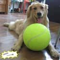 Make Your Dog's Day With A Giant Tennis Ball on Random Best Pet Products You Can Buy On Amazon Right Now