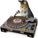 Turn Your Cat Into DJ Claws With This Amazing Scratch Toy on Random Best Pet Products You Can Buy On Amazon Right Now