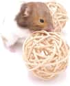 Bunnies and Gerbils Love These Small Twine Toys on Random Best Pet Products You Can Buy On Amazon Right Now