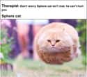 Faster Than A Speeding Bullet on Random Random Cat Memes For Cat Lovers
