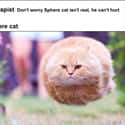 Faster Than A Speeding Bullet on Random Random Cat Memes For Cat Lovers