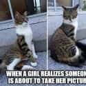 Strike A Pose on Random Random Cat Memes For Cat Lovers