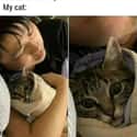 Sleep No More on Random Random Cat Memes For Cat Lovers