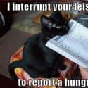 'Report A Hungry' on Random Random Cat Memes For Cat Lovers