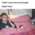 'Super Busy' on Random Random Cat Memes For Cat Lovers
