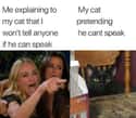 Speak! on Random Random Cat Memes For Cat Lovers