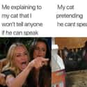 Speak! on Random Random Cat Memes For Cat Lovers