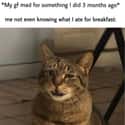 Waaa? on Random Random Cat Memes For Cat Lovers