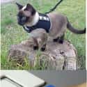 Police Cat on Random Random Cat Memes For Cat Lovers