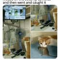 Advanced Species on Random Random Cat Memes For Cat Lovers