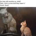 Superior Species on Random Random Cat Memes For Cat Lovers