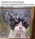 True Fear on Random Random Cat Memes For Cat Lovers