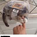 Aggressive Cookies on Random Random Cat Memes For Cat Lovers