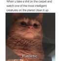 Pathetic Hoo-man on Random Random Cat Memes For Cat Lovers