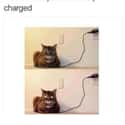 Fully Charged on Random Random Cat Memes For Cat Lovers