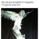 'You're A Wizard' on Random Random Cat Memes For Cat Lovers