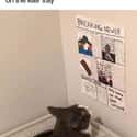 Breaking News! on Random Random Cat Memes For Cat Lovers