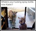 Surprise Guest on Random Random Cat Memes For Cat Lovers