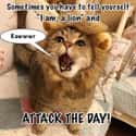 Attack The Day on Random Random Cat Memes For Cat Lovers