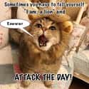 Attack The Day on Random Random Cat Memes For Cat Lovers